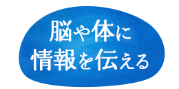 脳や体に情報を伝える